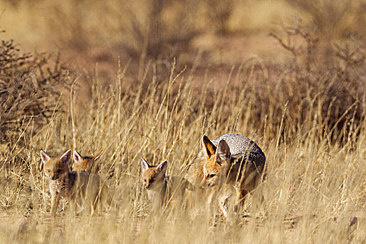 角狐,狐属,成年,三个,幼仔,高,草,卡拉哈里沙漠,卡拉哈迪大羚羊国家公园,南非,非洲