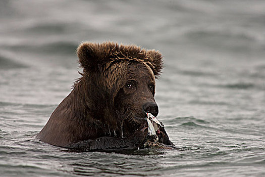 大灰熊,棕熊,三文鱼,水中,卡特麦国家公园,阿拉斯加