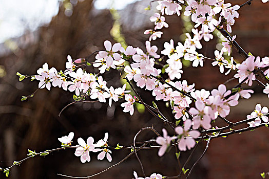 李子花