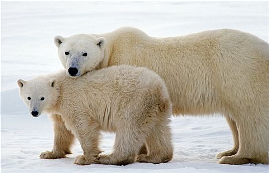 女性,北极熊,幼兽,走,丘吉尔市,哈得逊湾,加拿大