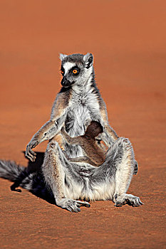 节尾狐猴,狐猴,日光浴,贝伦提保护区,马达加斯加,非洲