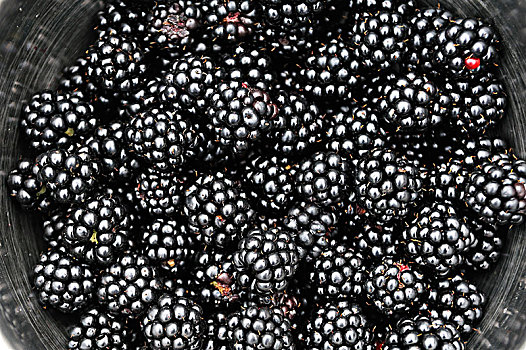 新鲜,黑莓,悬钩子属植物,碗,德国,欧洲