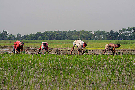 农民,植物,稻田,地点,孟加拉,七月,2007年