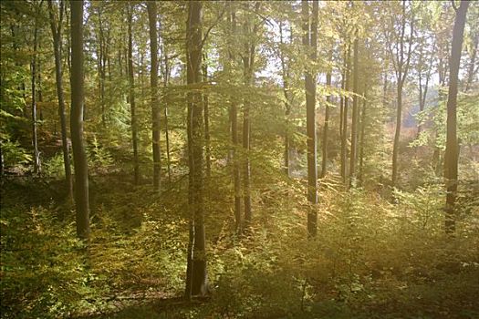 秋天,彩色,山毛榉,树林,柔光