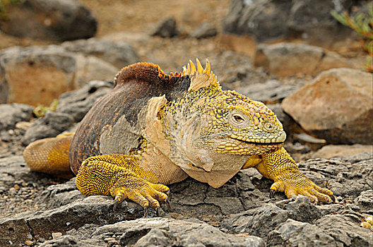 陆地,鬣蜥蜴,加拉巴哥陆鬣蜥,成年,雄性,休息,石头,加拉帕戈斯群岛,厄瓜多尔,南美
