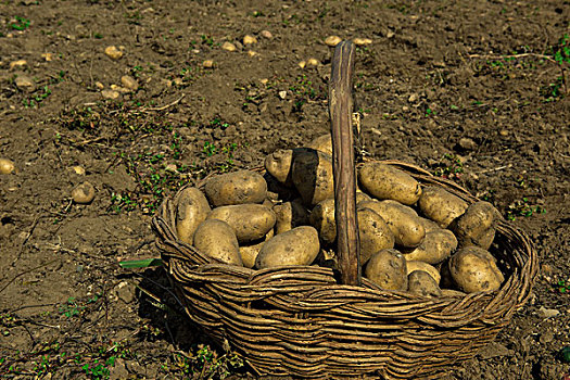 田野里收获的土豆马铃薯
