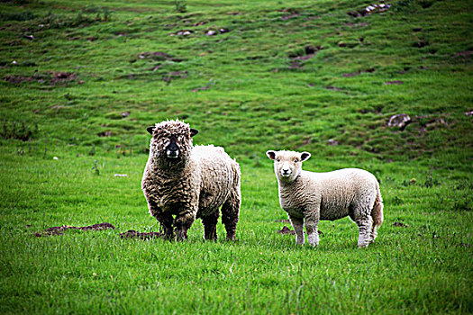 绵羊,羊羔,约克郡谷地,英格兰