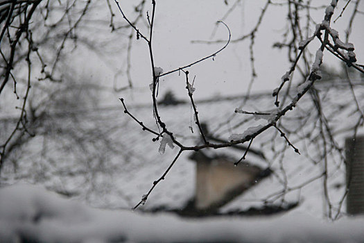 冬季怀旧老房子雪景树枝徽派建筑