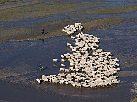 羊群过河