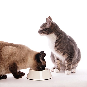 猫,进食,碗