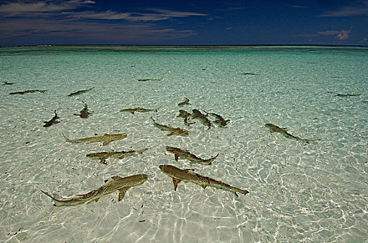 礁石,鲨鱼,长鳍真鲨,群,水中,塞舌尔