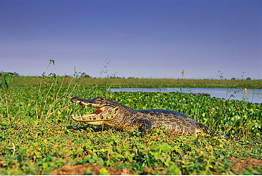 幼仔,鳄鱼,潘塔纳尔,巴西