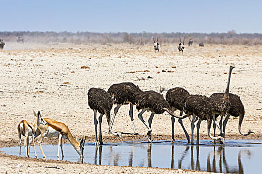 跳羚,鸵鸟,水潭,埃托沙国家公园,纳米比亚,非洲