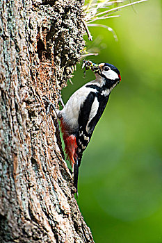 大斑啄木鸟,自然保护区,北方,黑森州,德国,欧洲