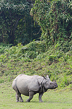 犀牛,卡齐兰加国家公园,阿萨姆邦,东北方,印度,亚洲