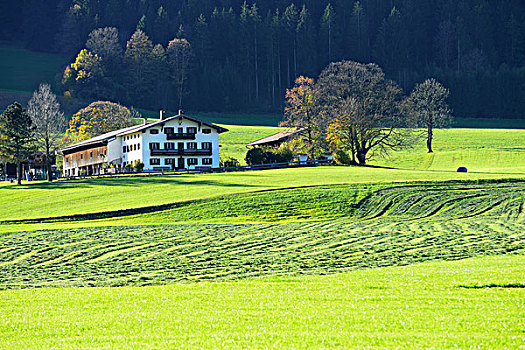 草坪,秋天,切削,农舍,背影,巴伐利亚,德国,欧洲