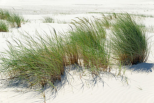 滨草,欧洲海滨草,一个,沙丘,东弗里西亚群岛,下萨克森,德国,欧洲