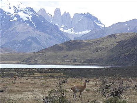 两个,原驼,站立,树林,托雷德裴恩国家公园,巴塔哥尼亚,智利
