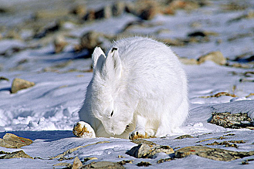 成年,北极兔,兔属,吃,北方,艾利斯摩尔岛