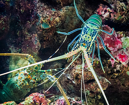 西沙群岛海底的龙虾图片