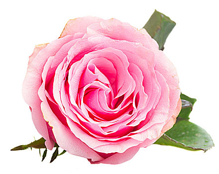 粉红玫瑰,芽,隔绝,白色背景,背景