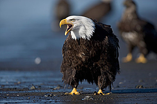 美国,阿拉斯加,白头鹰,海雕属,雕,叫,站立,黑沙,海滩,卡契马克湾