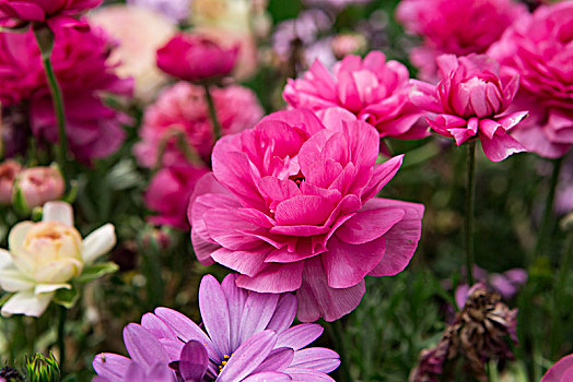 花毛茛花卉