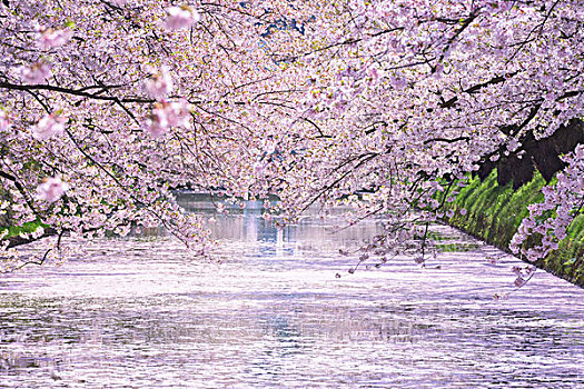 护城河,公园,落下,樱桃树