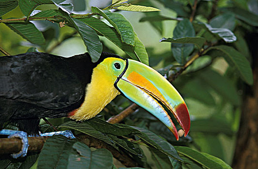 巨嘴鸟,成年,吃,种子,哥斯达黎加