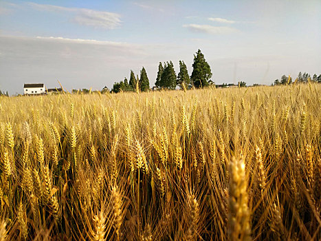 麦子熟了,乡村,金色麦浪