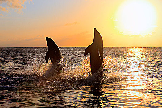 两个,普通,宽吻海豚,海豚,成年,跳跃,日落,洪都拉斯,加勒比,中美洲,拉丁美洲