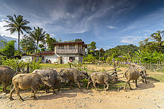 亚洲,水牛,正面,老挝,乡村