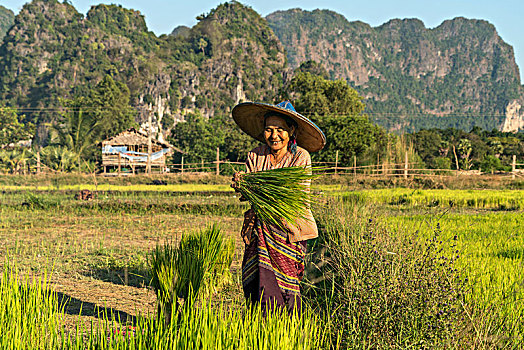 老女人,地点,稻米,丰收,缅甸,亚洲