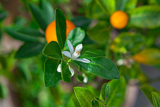 橘子,中国人过年过节最喜欢的水果之一,祈福拜拜讨吉利的水果,大吉大利