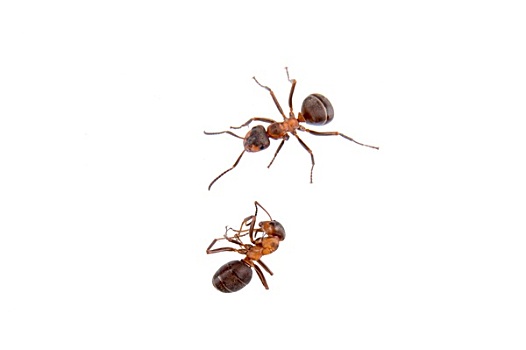 蚂蚁,白色背景
