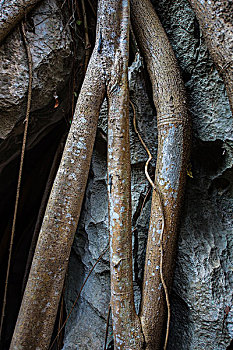 madagascar马达加斯加贝马拉哈国家公园树根在岩石上特写