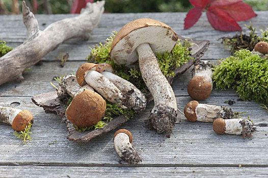新鲜,蘑菇,苔藓