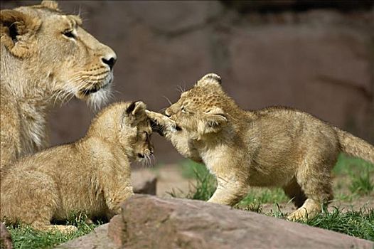 母兽,狮子