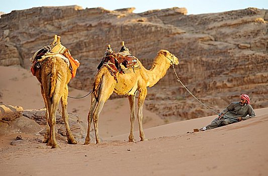 男人,两个,骆驼,瓦地伦,约旦,亚洲