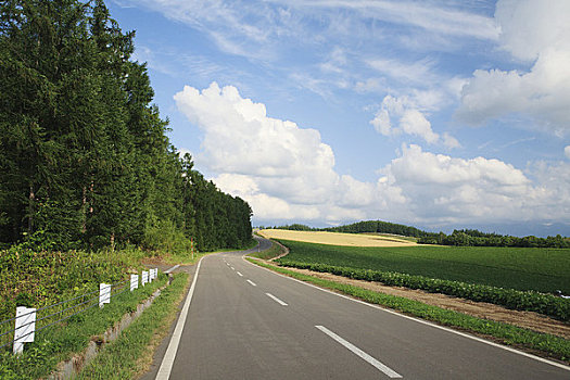 道路,麦田