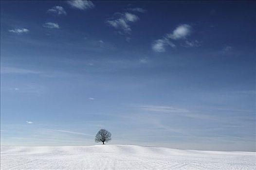孤树,雪地,上巴伐利亚,德国