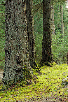 花旗松,树,盐春岛,不列颠哥伦比亚省,加拿大