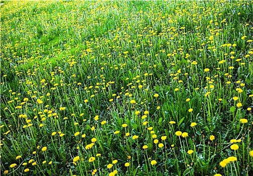 草地,许多,盛开,黄色,蒲公英