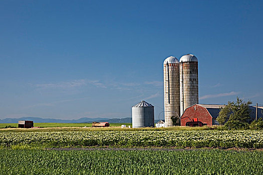 大麦,土豆田,农舍,两个,谷物,魁北克,加拿大,北美