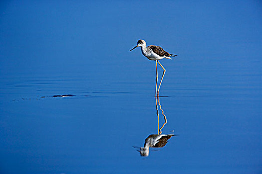 黑翅长脚鹬,反射,长脚鹬属,纳库鲁湖国家公园,肯尼亚