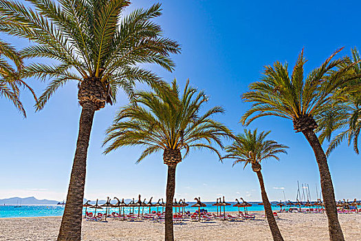 海滩,棕榈树,马略卡岛,巴利阿里群岛,西班牙