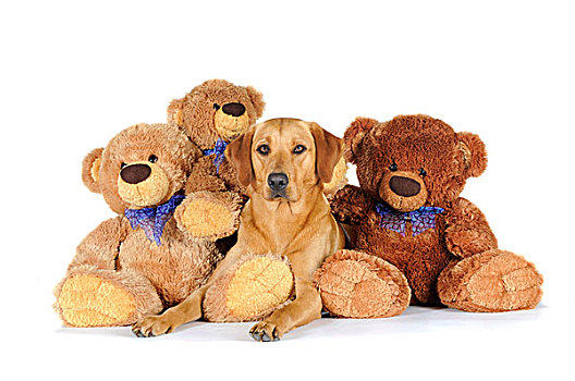 黄色拉布拉多犬,母狗,卧,泰迪熊