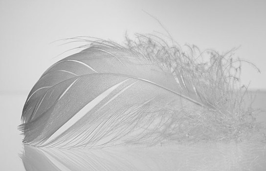 一个,小,绒毛状,弯曲,白色,羽毛,躺着,玻璃,灰色背景