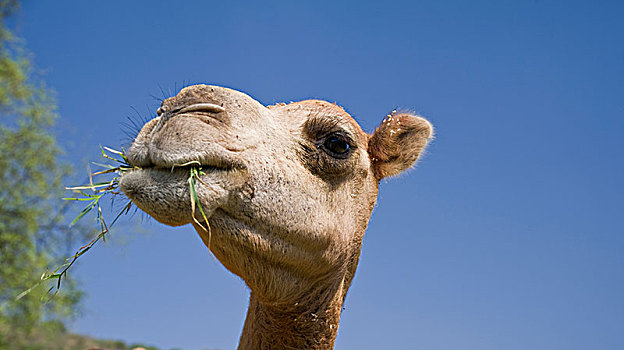 单峰骆驼,头像,旱谷,阿曼,亚洲