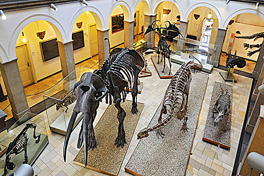 骨骼,博物馆,慕尼黑,巴伐利亚,德国,欧洲